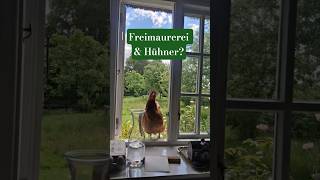Freimaurerei & Hühner #freimaurerei #Hühner #Humor #Selbsterkenntnis #persönlichkeitsentwicklung