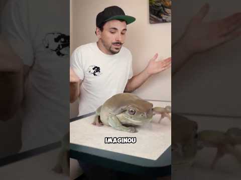 Esse sapo é realmente tão grande? #natureza #mundoanimal #shorts #curiosidade