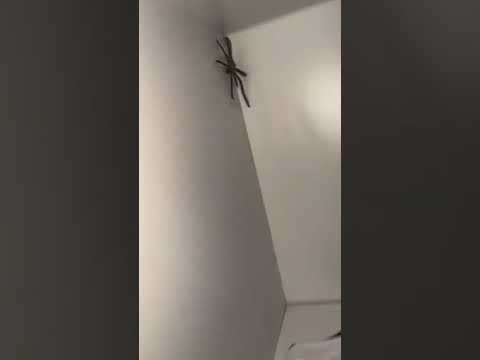 Se retrouver face à une araignée ! (sparassidae)