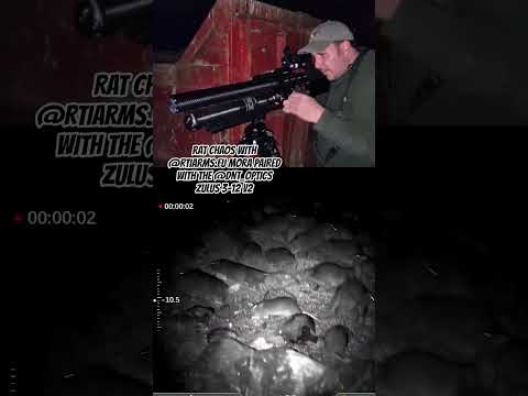 Absolutely chaos with 100s of rats #viral #pestcontrol #nightvision #hunting