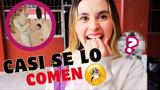 Un dia con mi mascota en la escuela! 🐶🏫