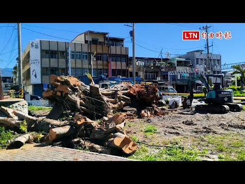 花蓮百年老榕突遭移除 居民錯愕感傷、縣府稱專家確認狀況嚴重