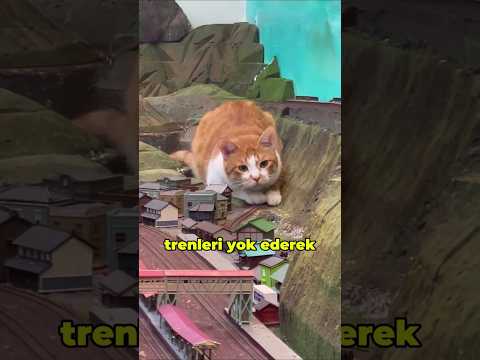 Kediler Trenleri Yok Ediyor
