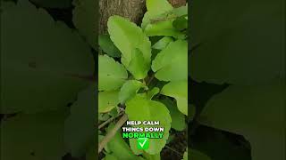 Heal Joint Pain & Swelling Naturally with Leaf of Life! #shorts
