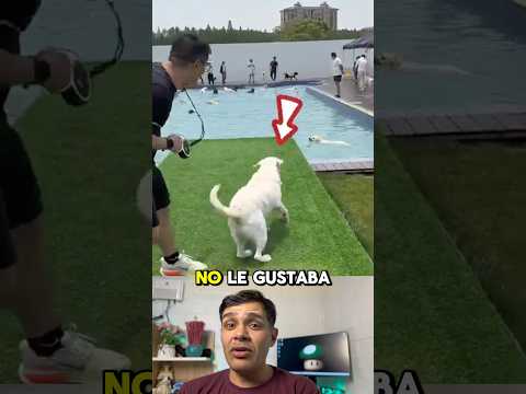 Mira la reacción de este perro al ver una piscina por primera vez #comparte #perro #piscina