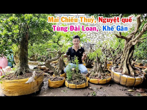 Văn Bình 3/11 chào bán cây cảnh - Tùng ĐL, Khế Gân, Nguyệt Quế, Mai Chiếu Thủy #0766962359