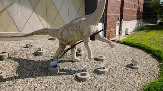 Dinosaurs dressed for Halloween in Witch Hats at The Children's Museum
