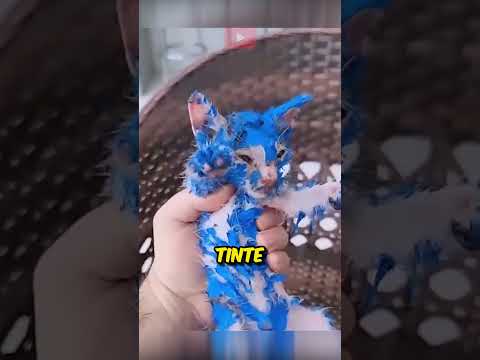 Die Katze war mit Farbe bedeckt, bis ... ?