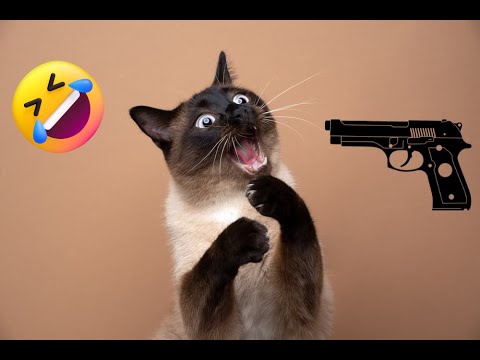 cat memes full video