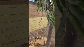 Planting distance from walls and hardscapes