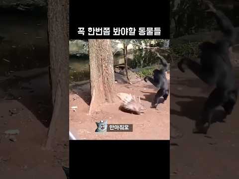 꼭 한번쯤 봐야할 동물들
