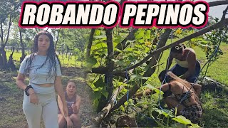 Las chicas pierden el miedo y roban pepinos.