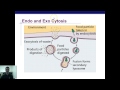 Active and Passive Transport Concepts