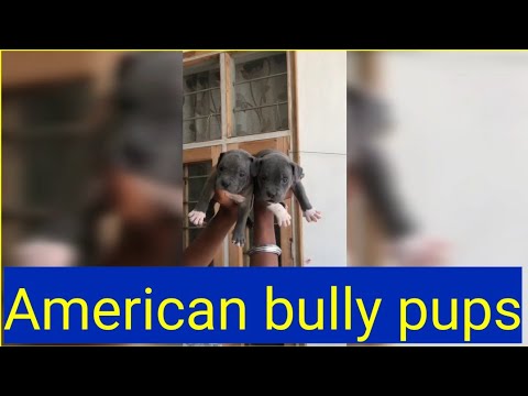 American Bully For Sale In Louisiana 07 2021 - la cucaracha song id roblox