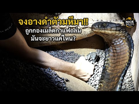 ลุยดิบ EP.195 เมื่อจงอางดำตัวมหึมา ถูกกองเมล็ดกาแฟถล่มฝัง มันจะยาวแค่ไหน?