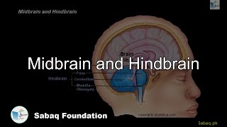 Midbrain and Hindbrain