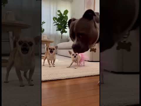 Peanut Starts the Fight… Titan Ends It AND Walks Away with Princess! #chihuahua #pitbull #funnyreels