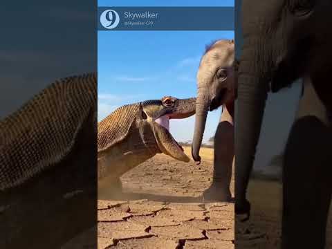 Komodo Dragon vs Little Elephant: Who Wins? π€―