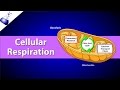 Exploring the Stages of Cellular Respiration