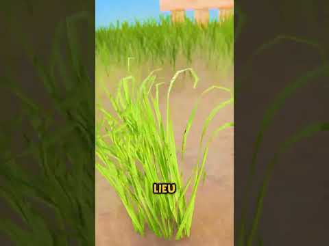 LA CORDE PEUT COUPER L'HERBE