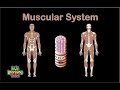 Exploring the Muscular System for Kids