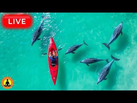 &#128308; Relaxing Music with Shoreline Waves 24/7: Eliminate Stress &amp; Anxiety | Healing Ocean Meditation