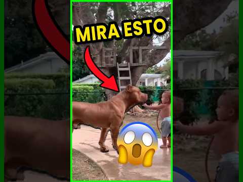 ?⚠️ATENCIÓN: Son PELIGROSOS Los Perros Pitbull... ❓?