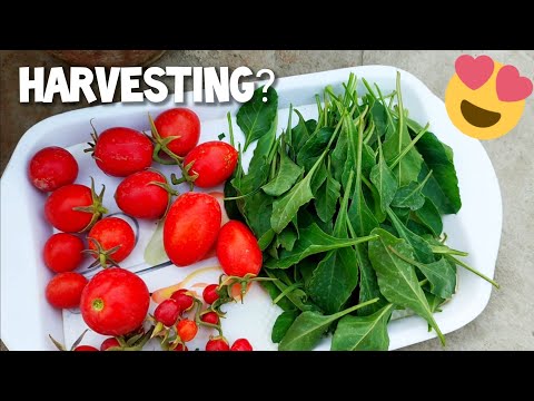 Harvesting + Garden Discussion - Rooftop Garden