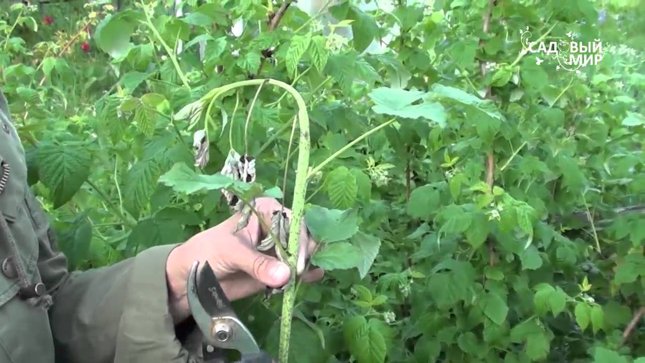 Почему вянут побеги малины Малинная муха