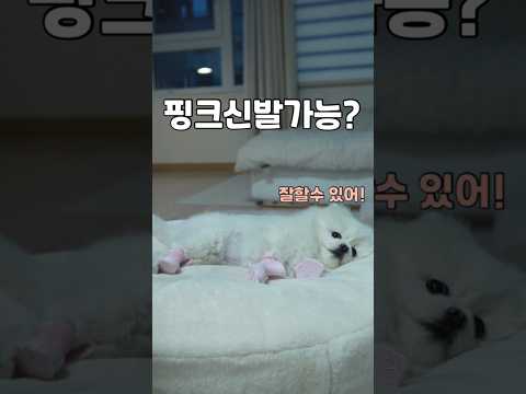 핑크색 신발을 좋아하는 강아지 ㅋㅋ