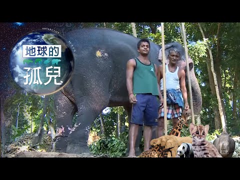 地球的孤兒 ~消失的亞洲象 Orphans of the Earth／Asian Elephant Rescue 【全集】｜白心儀 - YouTube