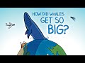 Understanding the Book 'How Did Whales Get So Big'