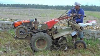 Power Tiller Tractor Tilling Dry Weed and Grass in the Former Watermelon Field