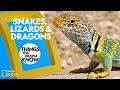Reptiles of the Squamata Family