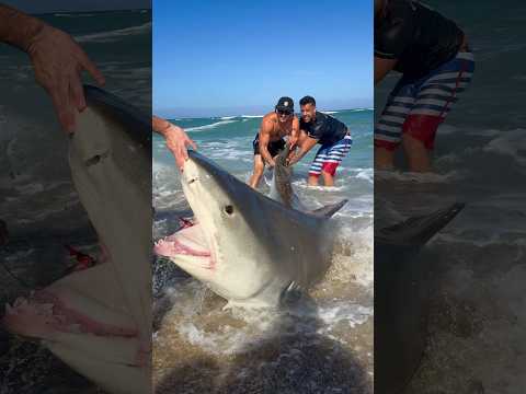 CATCHING A GIANT SHARK 🦈