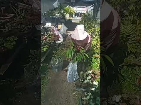 นักมวยชกกันยังมีแก้มือเราเกษตรจะไปกลัวอะไรกับต้นไม้จัดไปครับ เคล็ดไม่ลับของคนเกษตร นักมวยชกกันยังมีแก้มือเราเกษตรจะไปกลัวอะไรกับต้นไม้จัดไปครับ