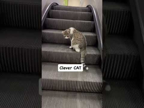 clever cat ๐บ๐คฃ #catreaction #funny #catvideos #pets #shaababies #comedy #cute #animals
