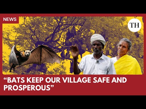 YouTube video thumbnail: This Tamil Nadu Village Celebrates Bats as Protectors