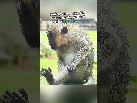 Leech Trouble for Little Monkey #MonkeyTrouble #LeechProblem #WildlifeDrama #AnimalRescue #foryou