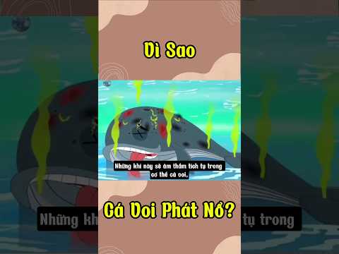 Vì Sao Cá Voi Phát Nổ?#youtubeshorts