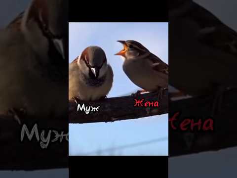 сем.разборки #shortvideo