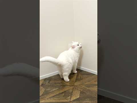 深夜に猫の夜鳴きで叩き起こされた…! #ポムしま