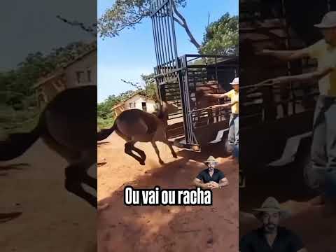 ou vai ou racha #gado #pecuarista #farm #fazenda #cavalo