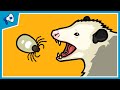 Symbiosis and Ecological Relationships