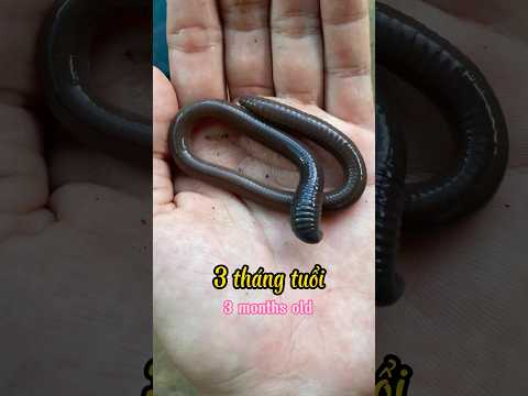 Quá trình phát triển của con Giun Đất như thế nào ? Nhớ xem hết clip #traicabetta #bettasales