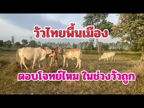 วัวไทยพื้นเมืองตอบโจทย์ไหมในช่วงราคาวัวถูก
