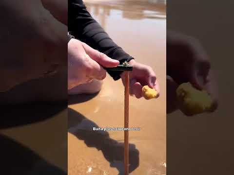 Kör plaj solucanı