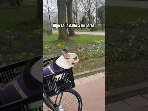 I think my dog has something wrong 🙃 #dog #frenchbulldog #pets #viral #funny