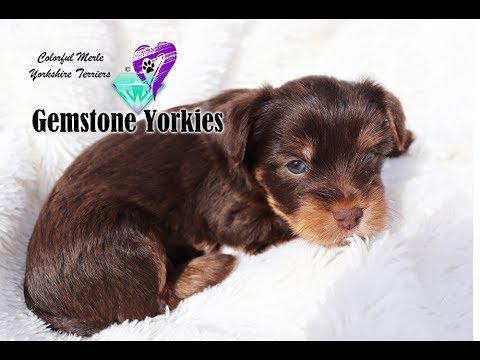 Parti Yorkie For Sale Near Me 08 2021