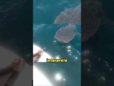 Cette jeune baleine a cherché de l’aide auprès des humains ❤️ #shorts